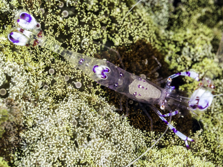 Ancylomenes sarasvati